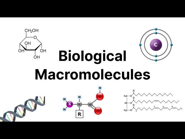 Biological Macromolecules | Biology101