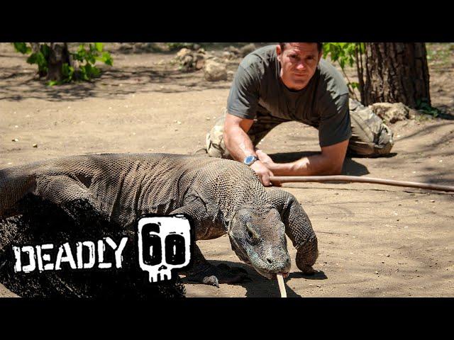 Meet the Largest Lizard on Earth | Deadly 60 | BBC Earth Kids