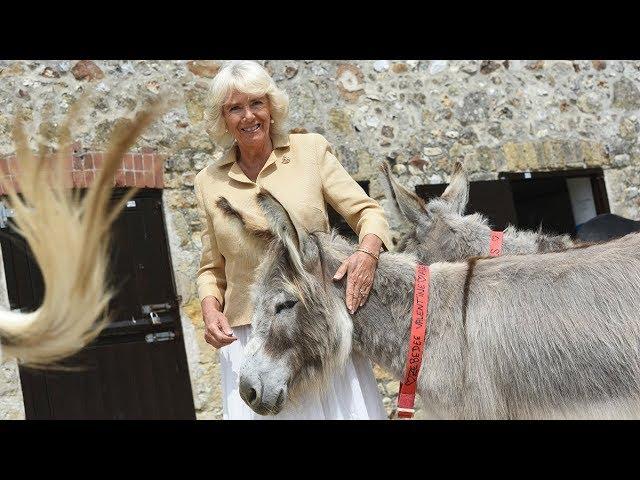 HRH The Duchess of Cornwall visits The Donkey Sanctuary