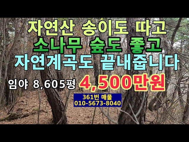 (361번 매물)임야 8,605평에 4,500만원.평당5,230원.자연산 송이버섯 채취.자연계곡도 끝내줍니다.소나무 숲이 멋지고 2차선 도로 접한 임야.해발 300~400m위치