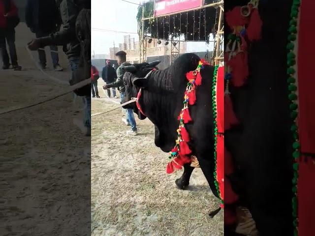 Biggest black shahiyal cross bull || Design agro park || Qurbani Eid collection 2023 ||
