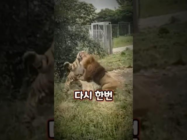 사자 vs 호랑이 맞다이 영상 ㄷㄷ 실제로 싸우면 누가 이길까? #동물