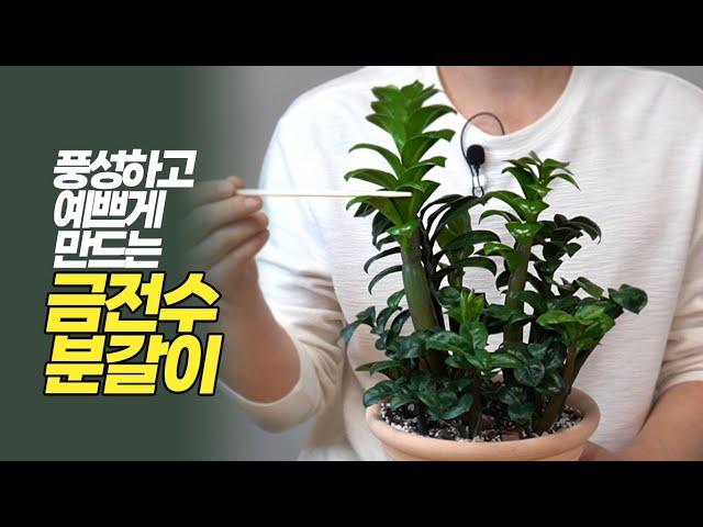 Repotting zzplant to make it abundant and pretty - Growing plants - Home gardening