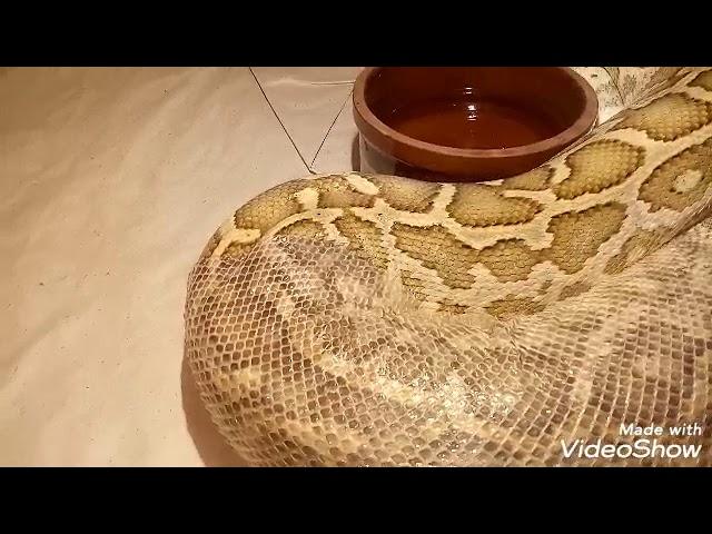 Change a snake's dress with Yousry Cobra