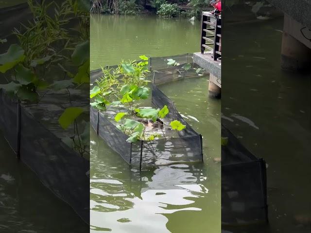 Otters eating fish