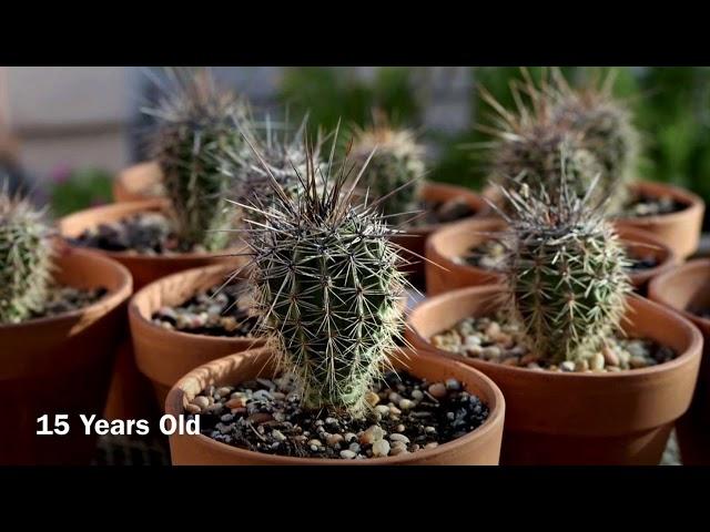 The Life of a Saguaro Cactus