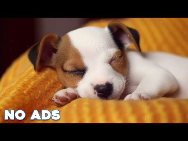 12 HOURS of Dog Calming Music For DogsAnti Separation Anxiety ReliefDeep Sleep Music