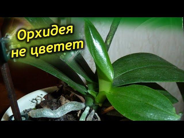 Орхидея не цветет, а листья растут! Как заставить цвести орхидею?