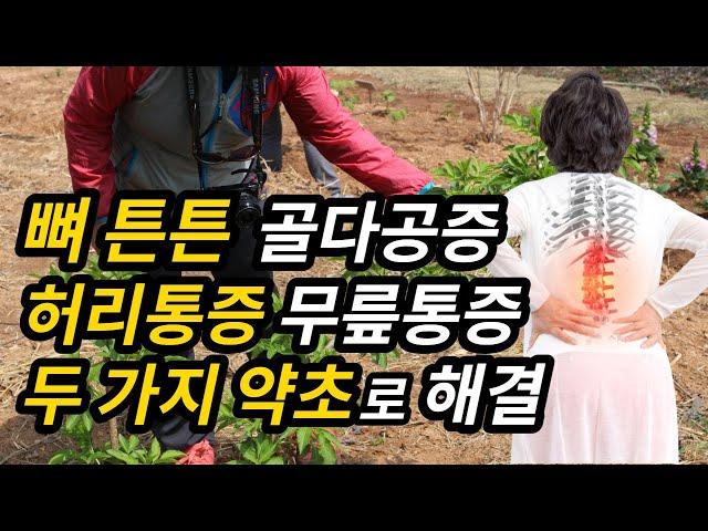 #골다공증#관절통#근육통#근육과 뼈에 좋은 약초 두 가지 소개합니다[약초방송]