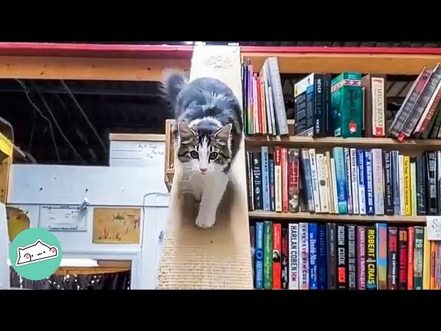 Cat Born In Bookstore Becomes The Best Manager | Cuddle Buddies