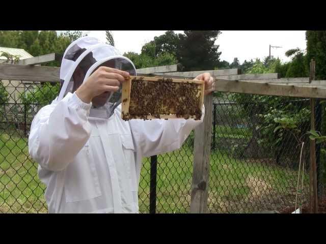 Bee Vlog #37 - June 2, 2012 - Part 2: Inspecting brood nest