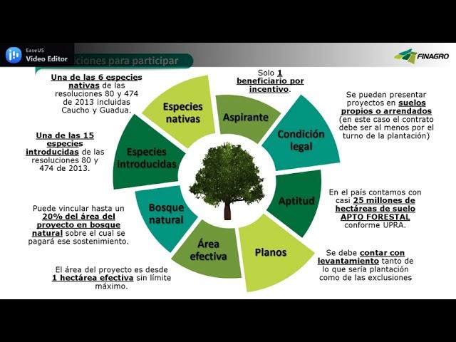 Qué es el Certificado de Incentivo Forestal (CIF)