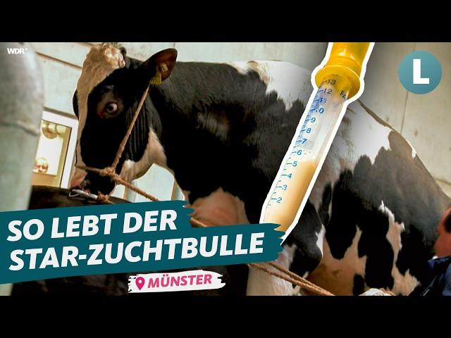 So sieht der Alltag von Zuchtbulle Arizona aus! | WDR Lokalzeit Land.Schafft.