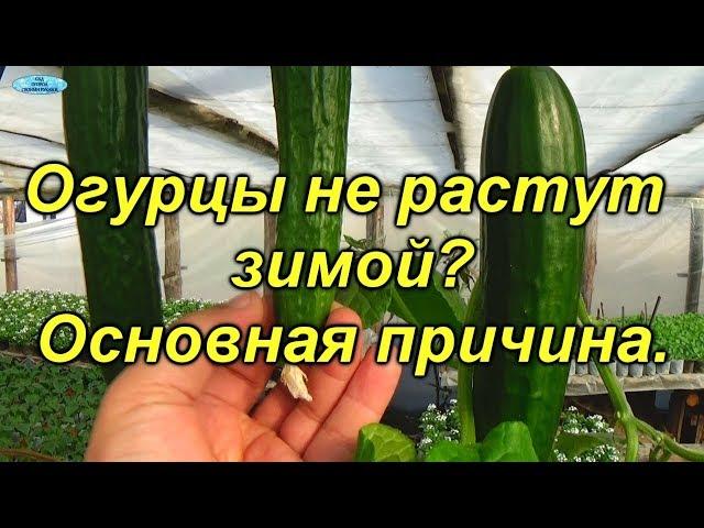 Огурцы зимой -почему не вяжутся плоды (зеленцы)