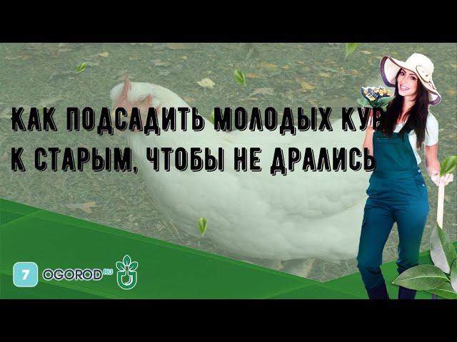 Как подсадить молодых кур к старым, чтобы не дрались