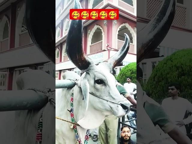 Shyama Aan Baso Vrindavan Mein#shorts #hare #travel #iscon #vlog #explore #yatraonline #shivtemple
