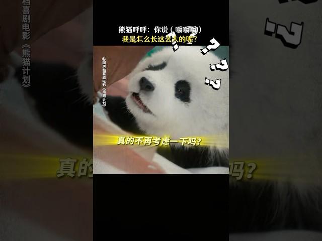 电影《熊猫计划》男人带娃，活着就行#影视 #電影 #影视解说 #电影 #成龙