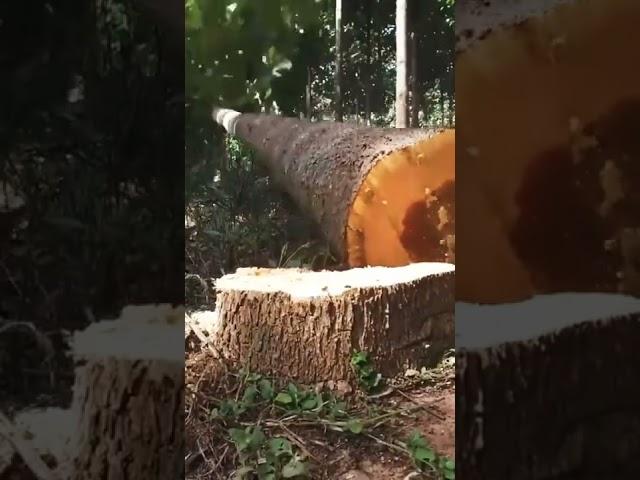 14 Years #Sandalwood #శ్రీగంధం #TreeCutting | Grown Under #Agroforestry Method | #BharatNirman