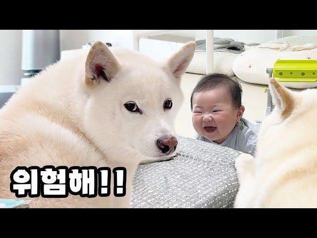 다른 개로부터 아기를 지켜주는 충성심 강한 시바견..!!