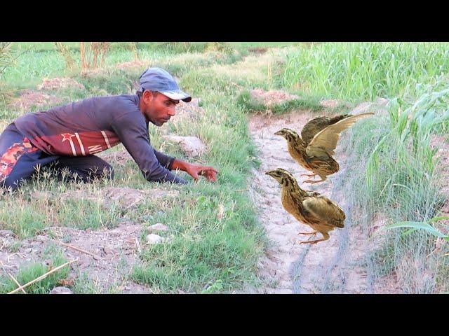 Effective quail hunting techniques || Smart hunting moments || Raptors Today