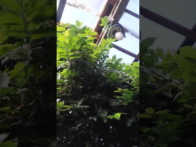 лавровое дерево ) в теплице)не смотреть