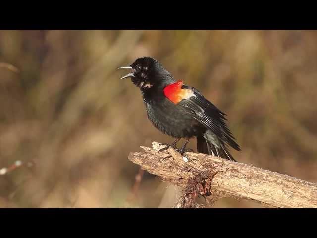 Red-winged Blackbird