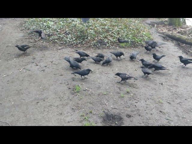 Suddenly Crows