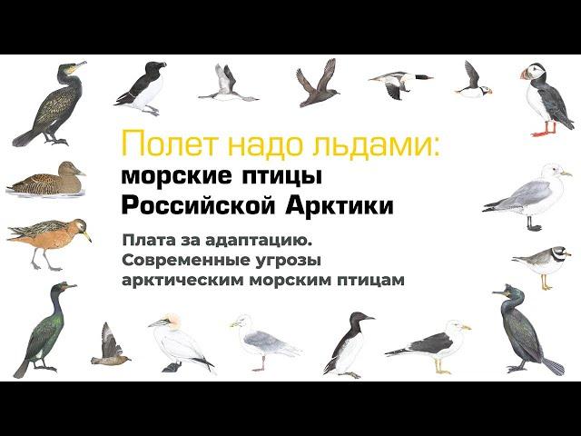 Плата за адаптацию. Современные угрозы арктическим морским птицам