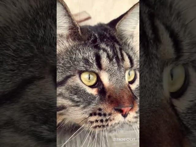 #кот #котики