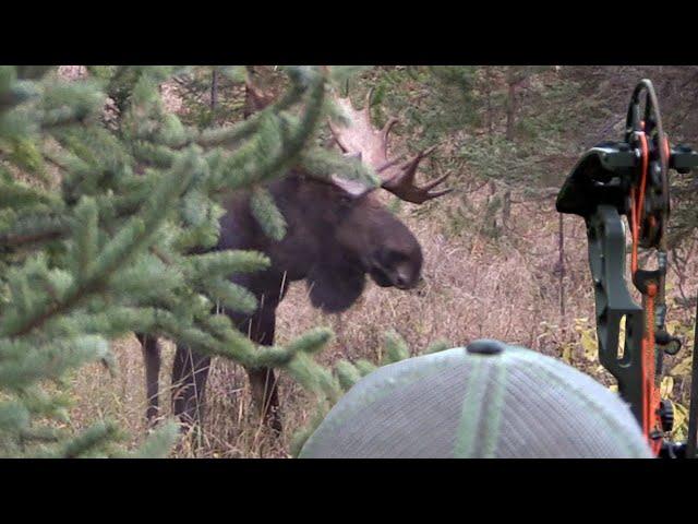 ARROWED at 14 YARDS! Bow Hunting Moose (Eastmans Hunting TV)