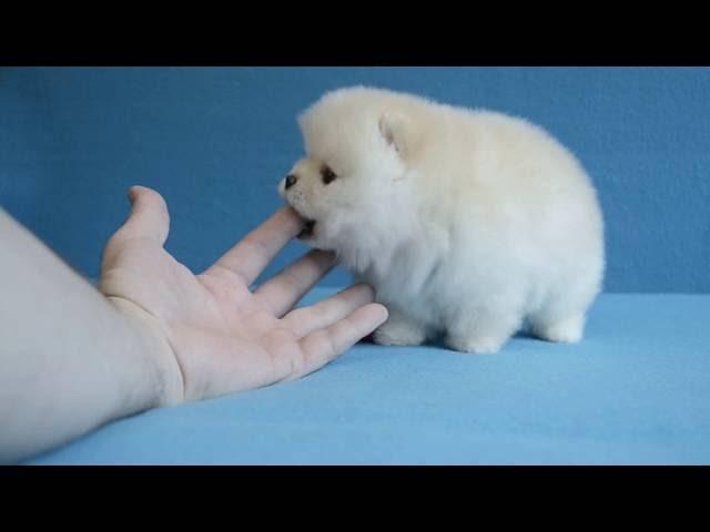 Pomeranian For sale,crem boy, КСУ- FCI Olbis Minimaxi