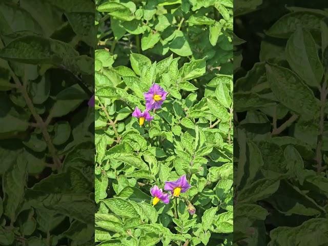#자주꽃 핀 #·감자밭 자주감자가 크고 있겠지?