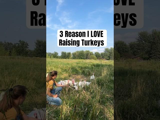 Their mannerisms are hilarious  #turkeys #turkey #turkeyfarm #homestead #homesteader #babyturkey