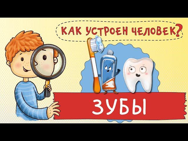 Как устроен человек. Как устроены мои зубы?