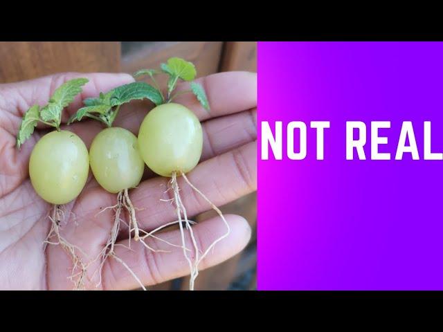 propagating grape tree from grapes, is Fake.#howto #viral #fyp #seed #gardening101