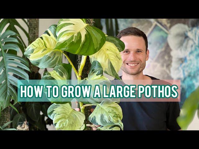 LARGE POTHOS - Care Tips & Plant Spotlight - Epipremnum 'Manjula'