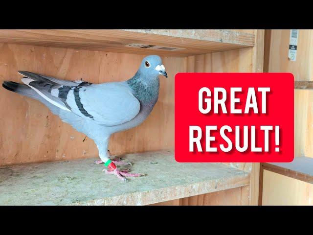 500km Pigeon Race Returns - GREAT RESULTS