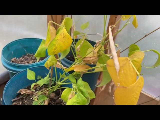 Red Kidney Bean Harvest