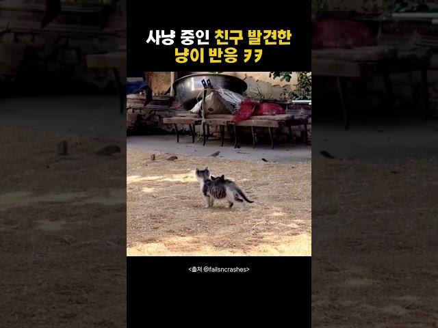 사냥중인 냥이