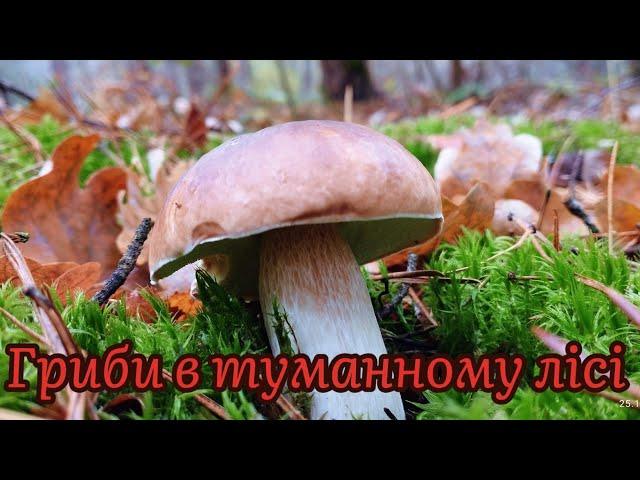 25.10.2024 Красиві білі гриби в туманному лісі Знову повний кошик грибів Boletus mushroom grzyby