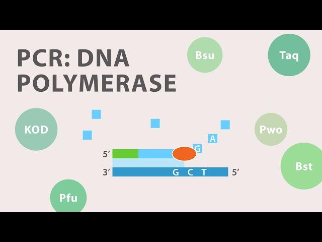 2) Polymerase Chain Reaction (PCR) - DNA Polymerase