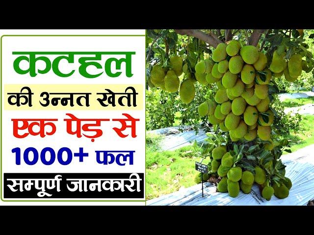 कटहल की खेती | kathal ki kheti | Jackfruit farming in India | Advance Agriculture