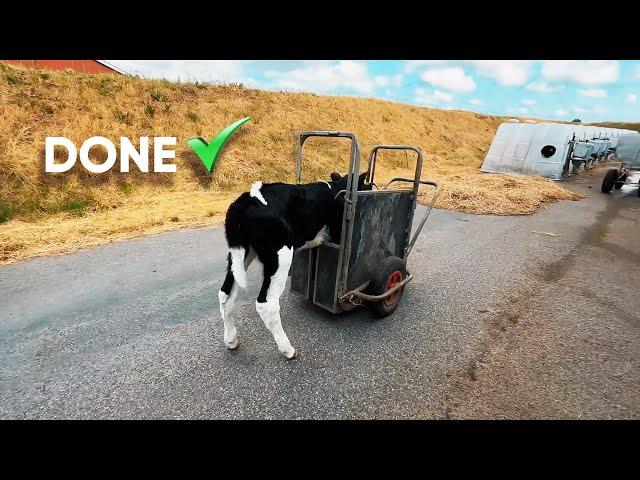 8 COW CHILDREN BORN IN ONE DAY  | American Cow Farm | Baby Cow is moving to a new home