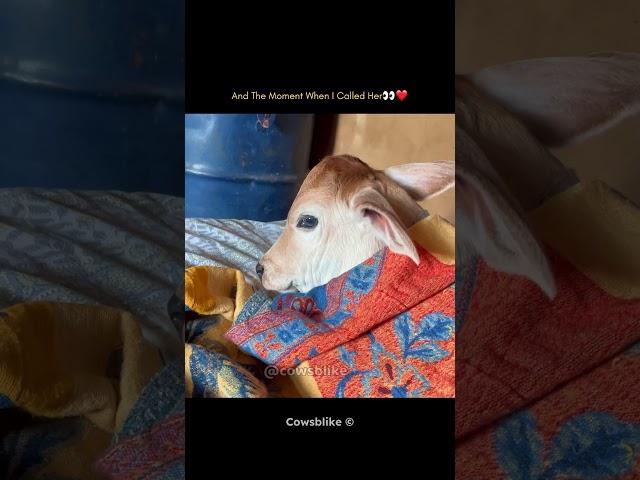 Aise kon देखता hai Vrinda️ #cowsblike