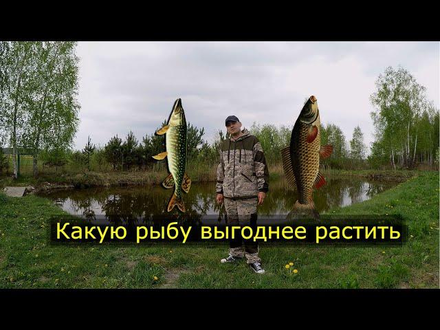 Какую рыбу запустить в свой пруд. Пруд на даче. Водоём на участке.