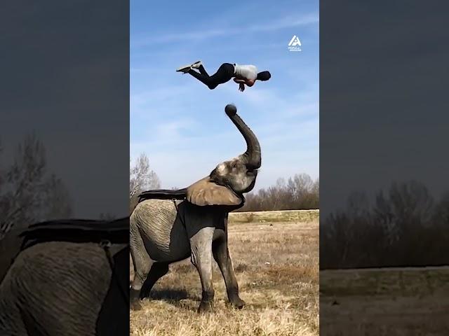 Elephant Launches Man Into Backflip | People Are Awesome #shorts