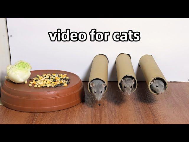 Cat Tv Rat Video for Cats to WatchCat Games