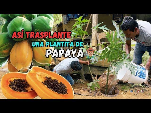 Rescatando un PAPAYO BEBÉ  |Nació en el lugar equivocado 
