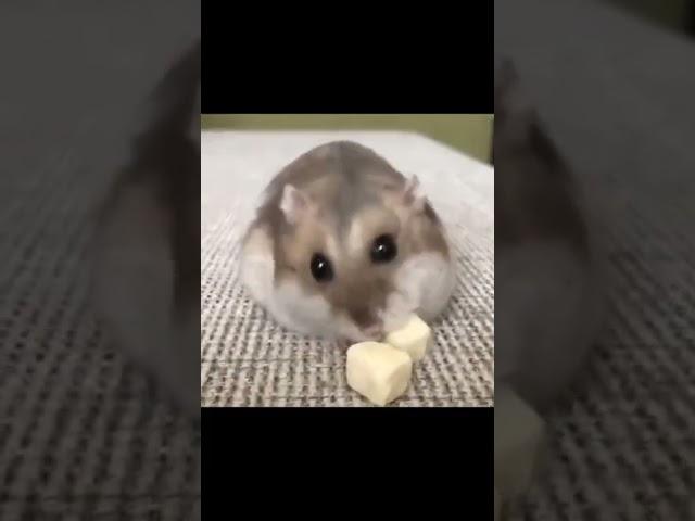 СМЕШНЫЕ ХОМЯКИ
