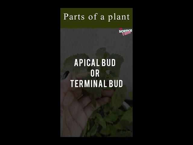 Parts of a plant #shorts #sciencevideo #shortsfeed #shortvideo #scienceshort #partsofaplant #study